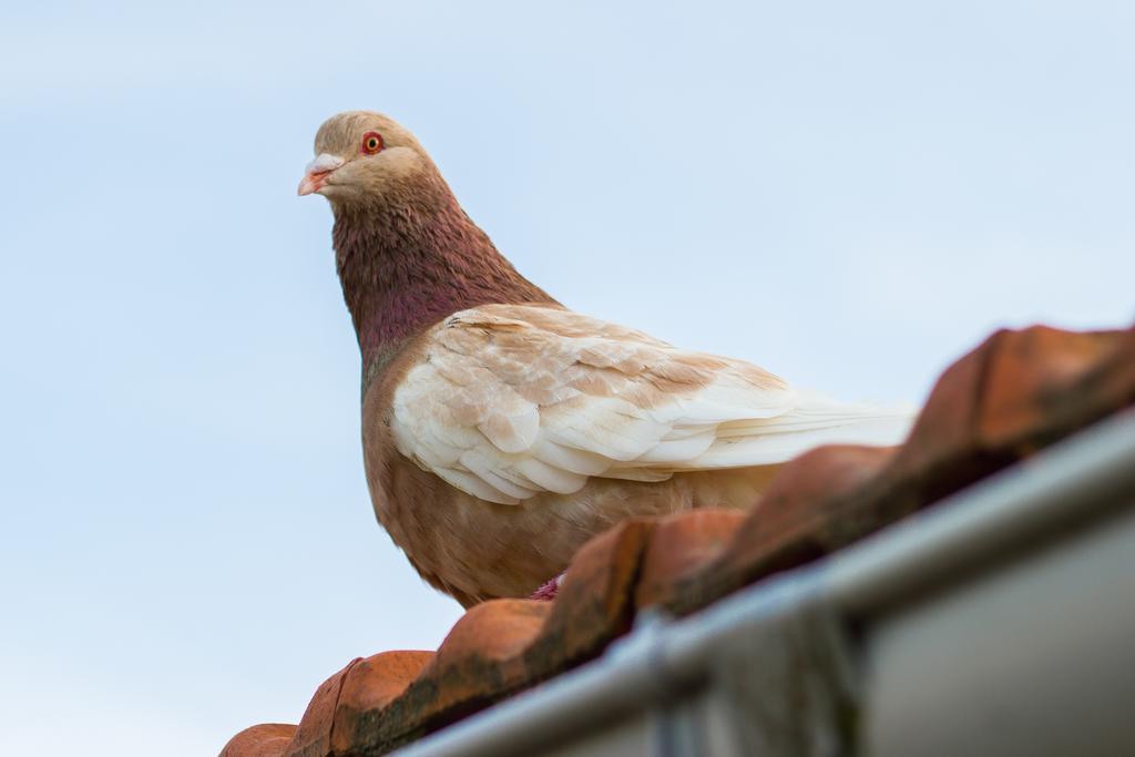Bed and Breakfast Aux Ronzieres Pouilly-sous-Charlieu Zimmer foto